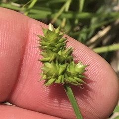 Carex mesochorea