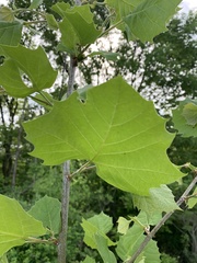 Platanus occidentalis