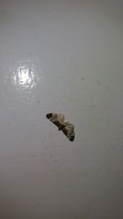 Eupithecia breviculata