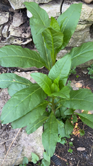 Phytolacca americana