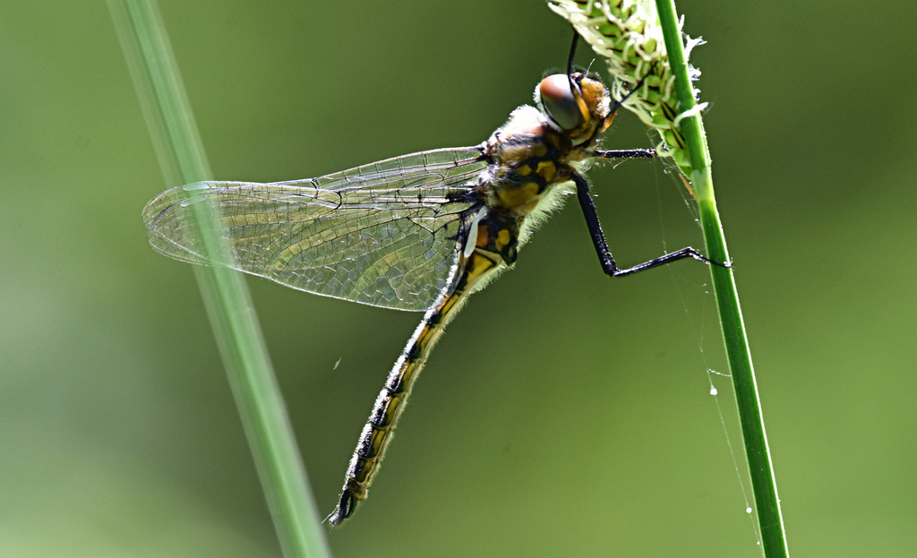 Spiny Baskettail