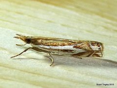 Crambus bidens