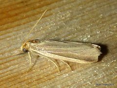 Peoria gematella