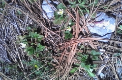 Fragaria mexicana