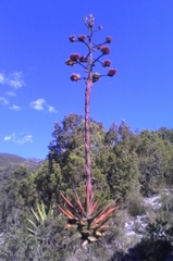 Agave gentryi