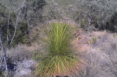 Dasylirion miquihuanense