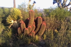 Ferocactus pilosus