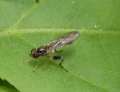 Sphegina