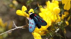 Zygaena lavandulae