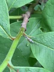 Sphelodon phoxopteridis