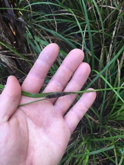Carex lambertiana