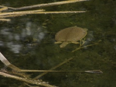 Apalone spinifera guadalupensis