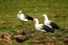 Oressochen melanopterus