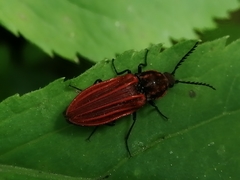 Anostirus purpureus