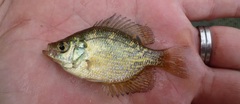 Centrarchus macropterus