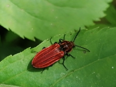 Anostirus purpureus