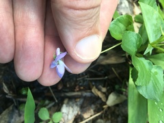 Viola rostrata