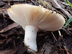 Russula viridis