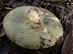 Russula viridis