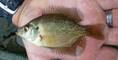 Centrarchus macropterus