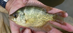 Centrarchus macropterus