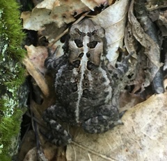 Anaxyrus fowleri