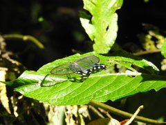Pseudohaetera hypaesia