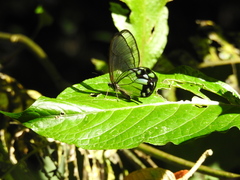 Pseudohaetera hypaesia