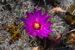 Mammillaria deherdtiana dodsonii