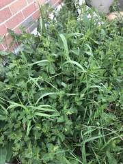 Solanum dulcamara