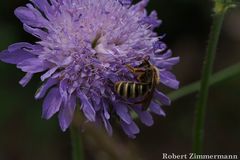 Halictus scabiosae