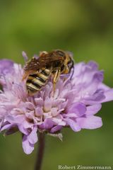 Halictus scabiosae