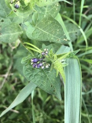 Solanum dulcamara