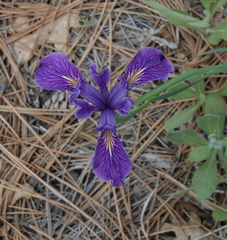 Iris hartwegii australis