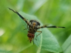 Idana marginata