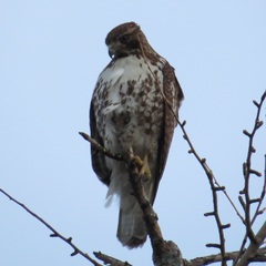 Buteo jamaicensis