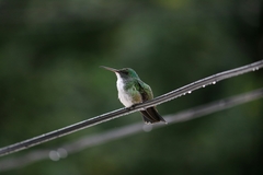 Chrysuronia leucogaster