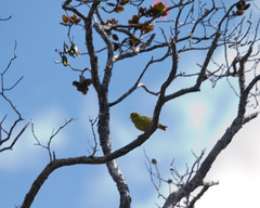 Chlorodrepanis virens