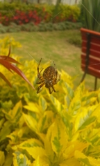 Araneidae