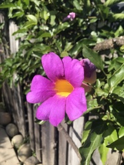 Amphilophium