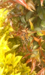 Araneidae