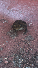 Anaxyrus terrestris