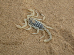 Paruroctonus xanthus