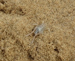 Macrobaenetes algodonensis