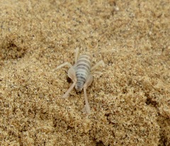 Macrobaenetes algodonensis