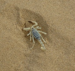 Paruroctonus xanthus
