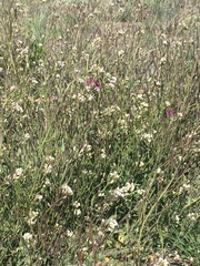 Crucihimalaya bursifolia