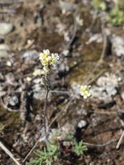 Draba yukonensis