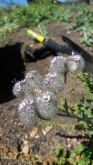 Phacelia hubbyi