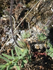 Draba yukonensis